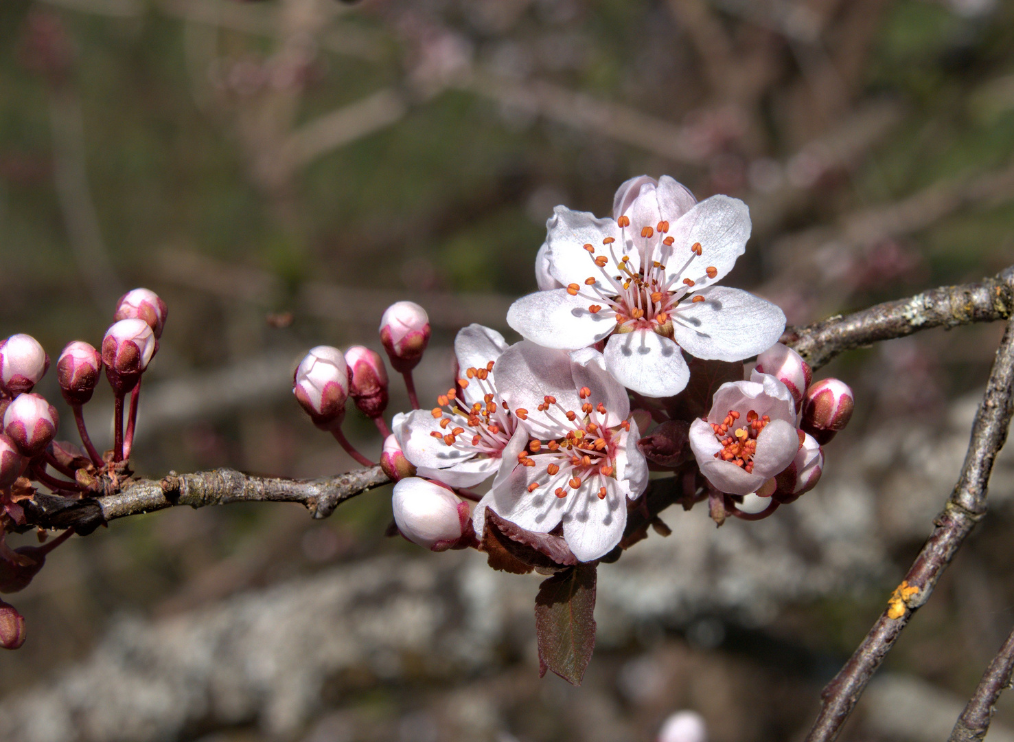 Frühling