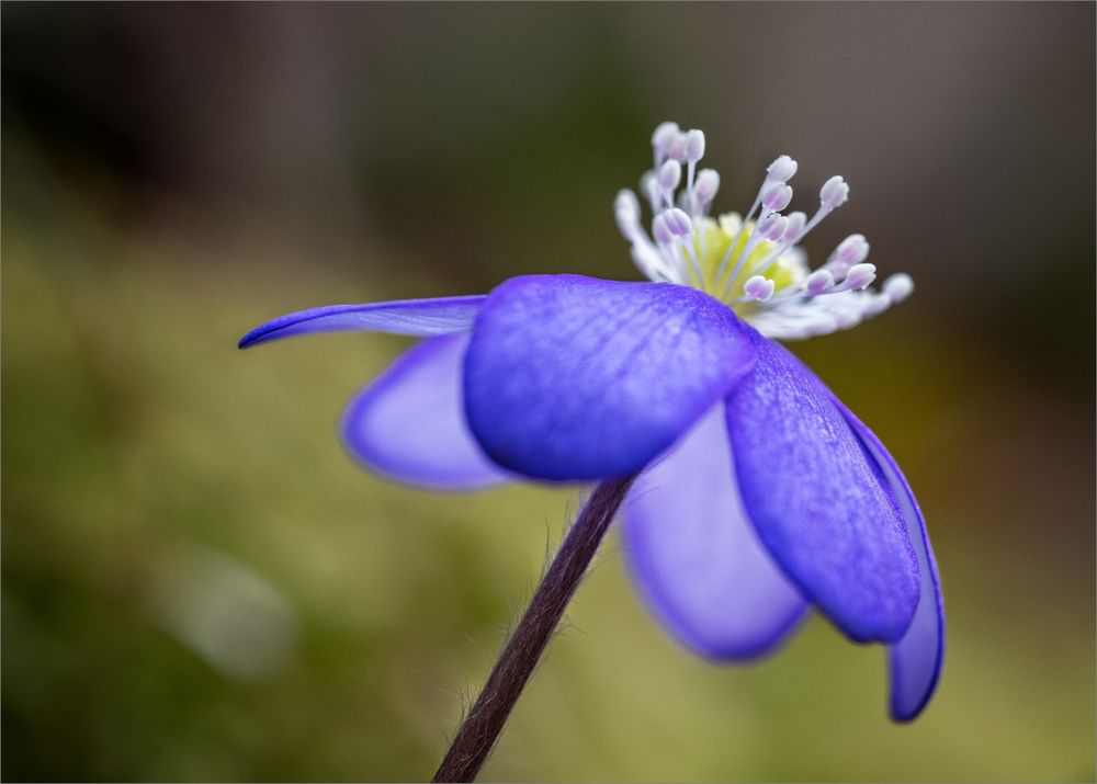 /// FRÜHLING ///