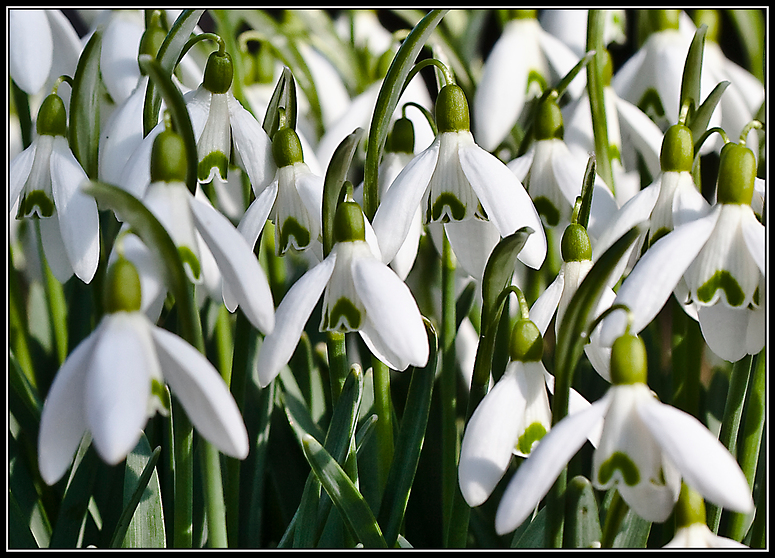 Frühling