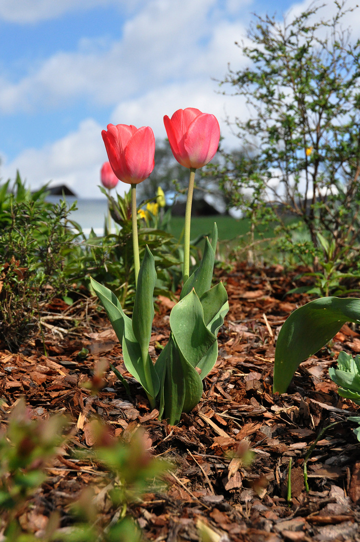 Frühling