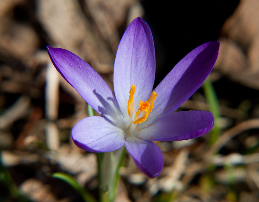 .Frühling..