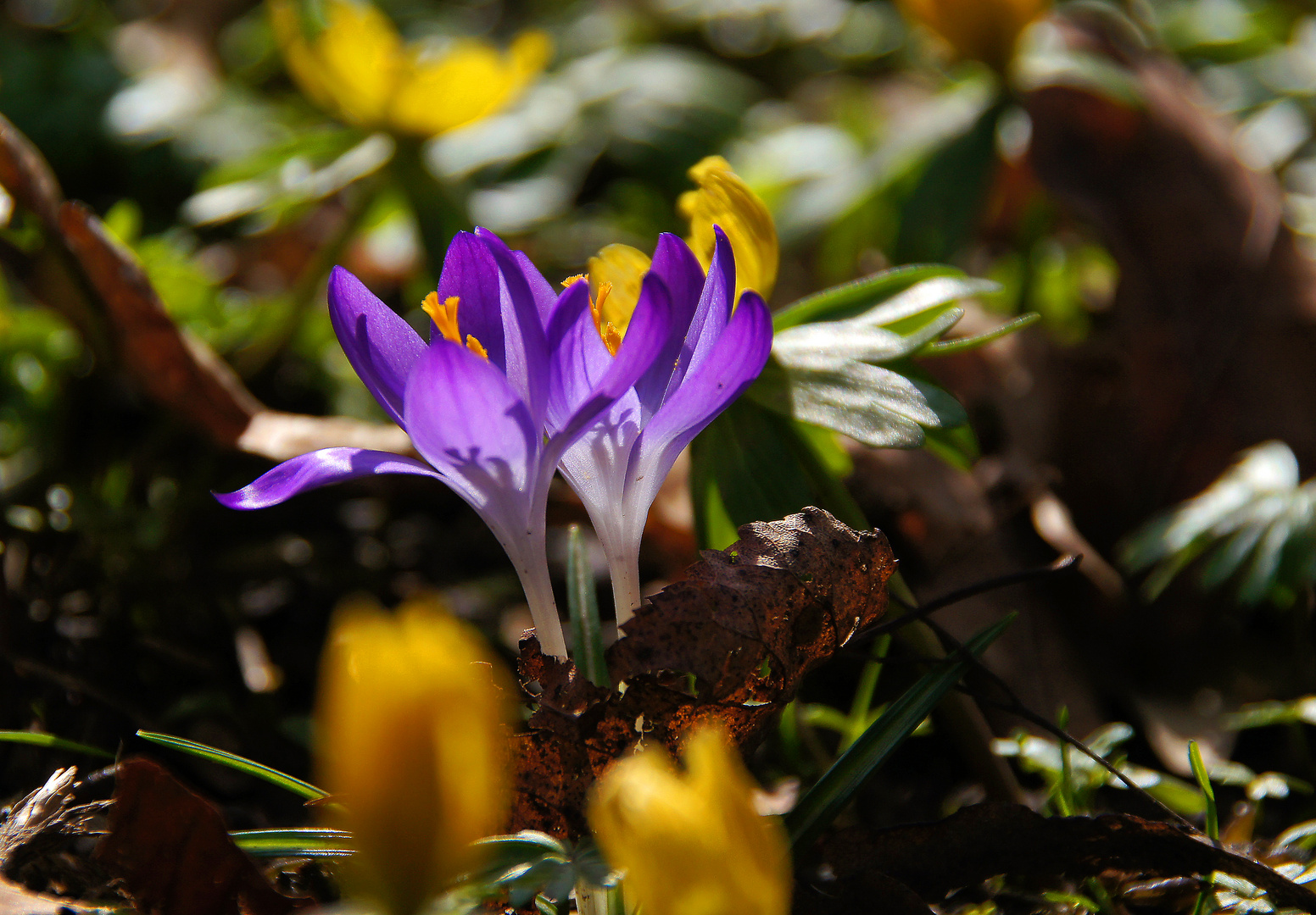 Frühling