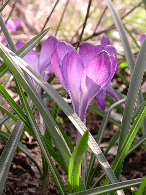 frühling