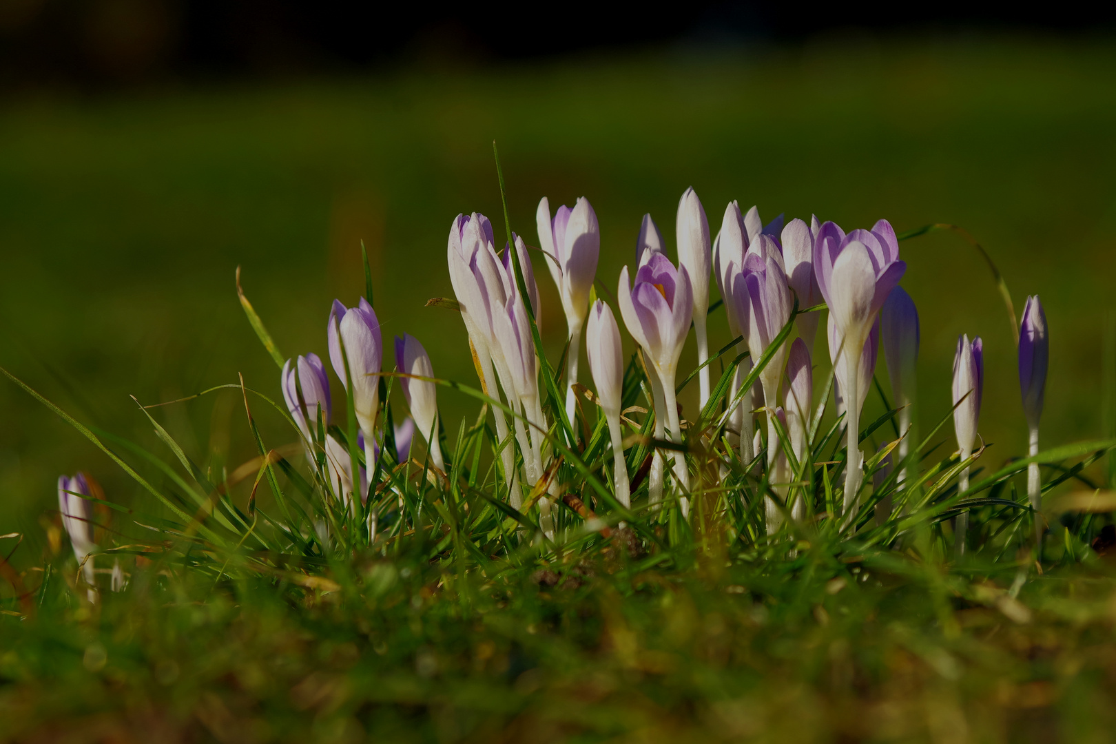 Frühling