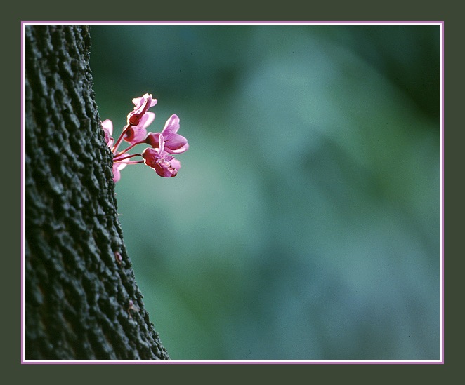 Frühling