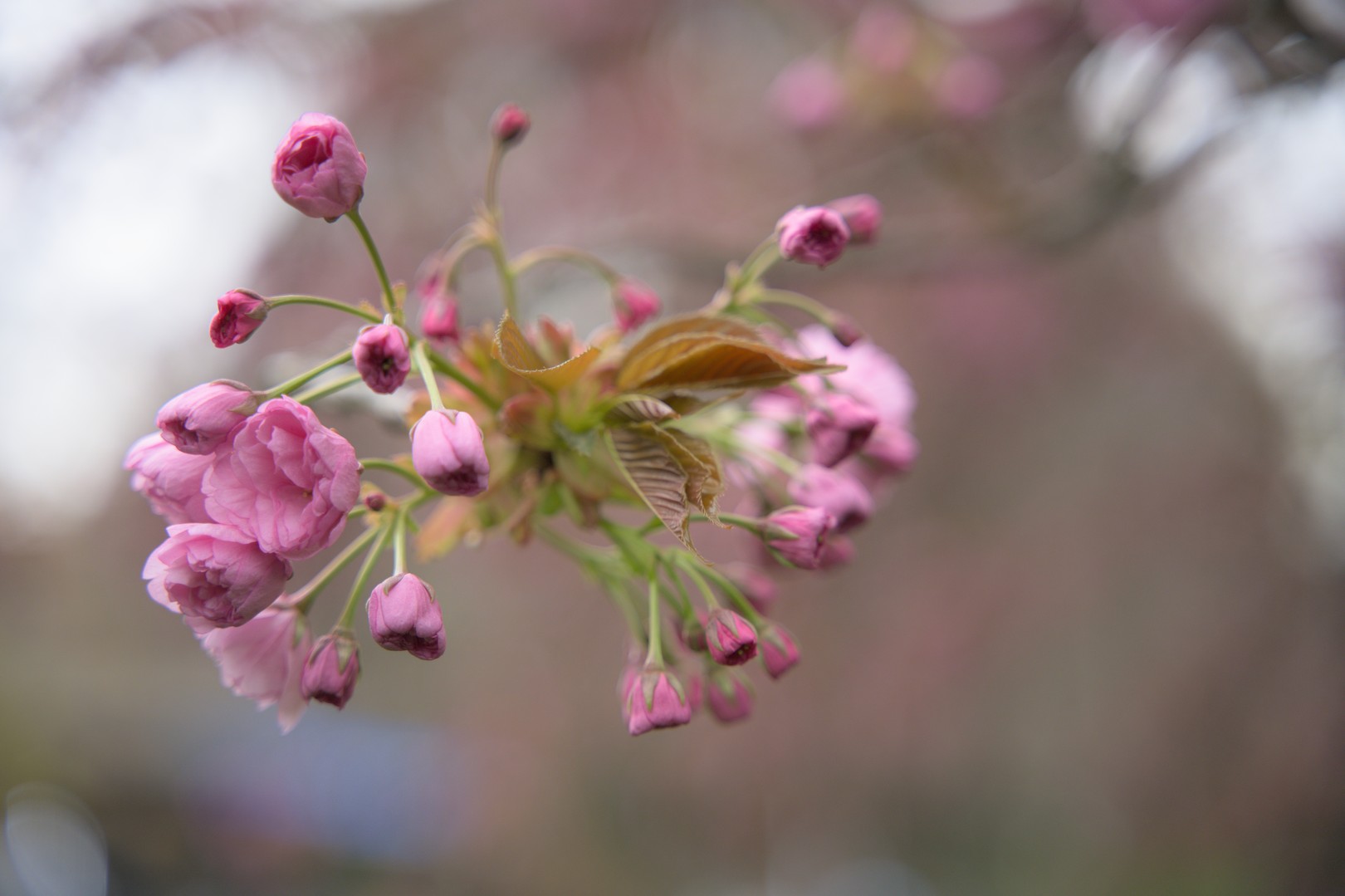 Frühling