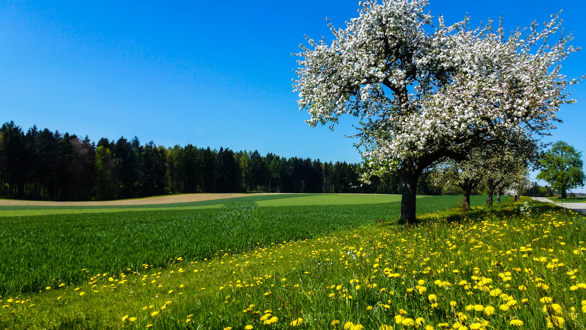 Frühling