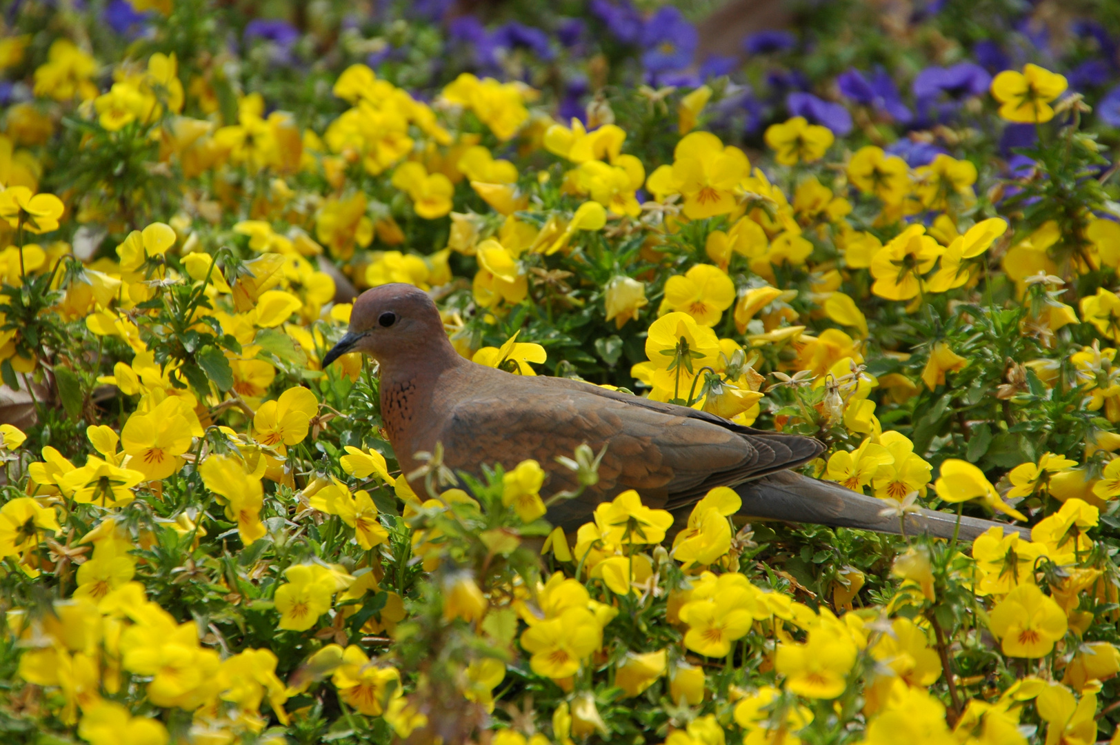 Frühling