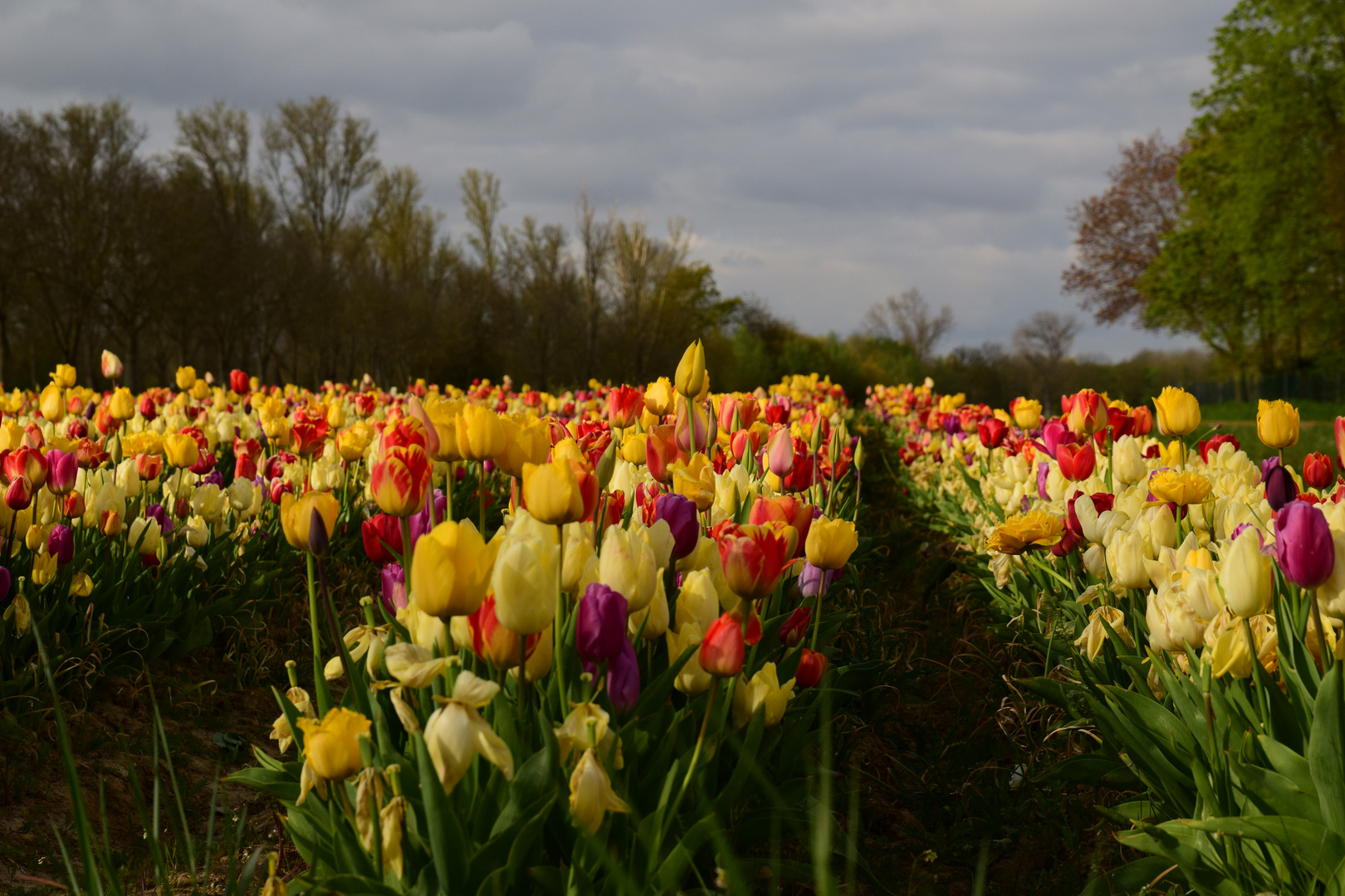 Frühling