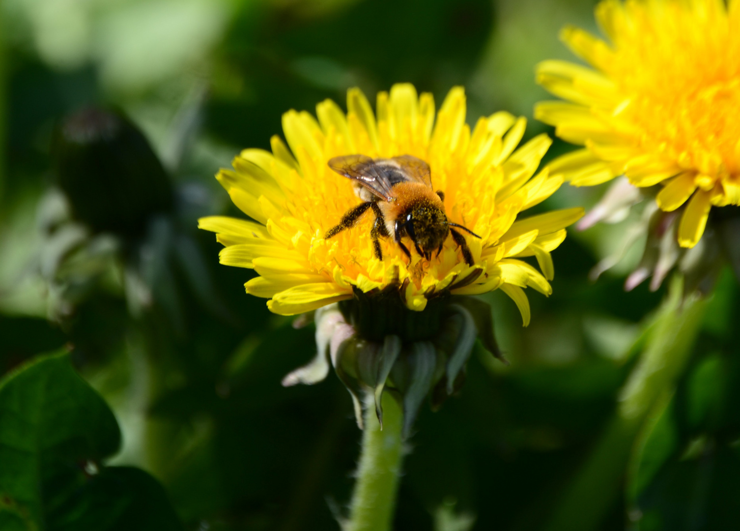 Frühling