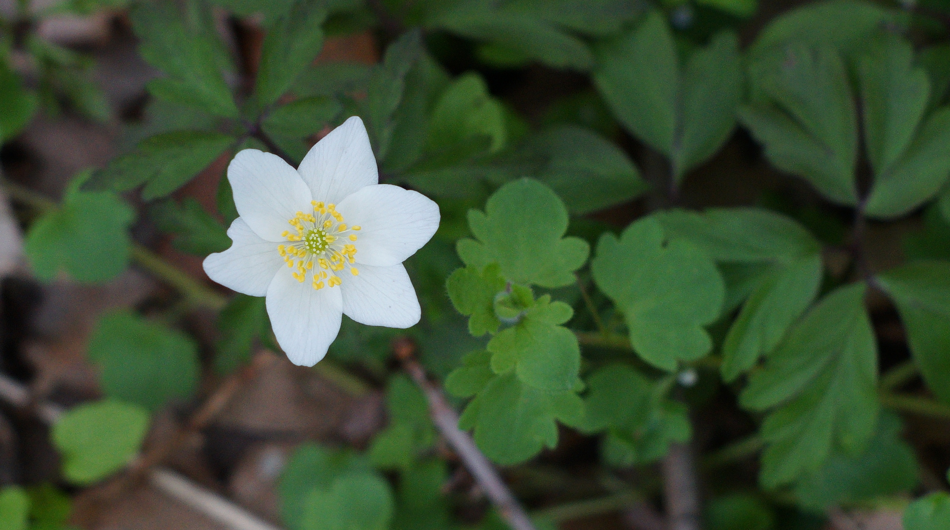 Frühling