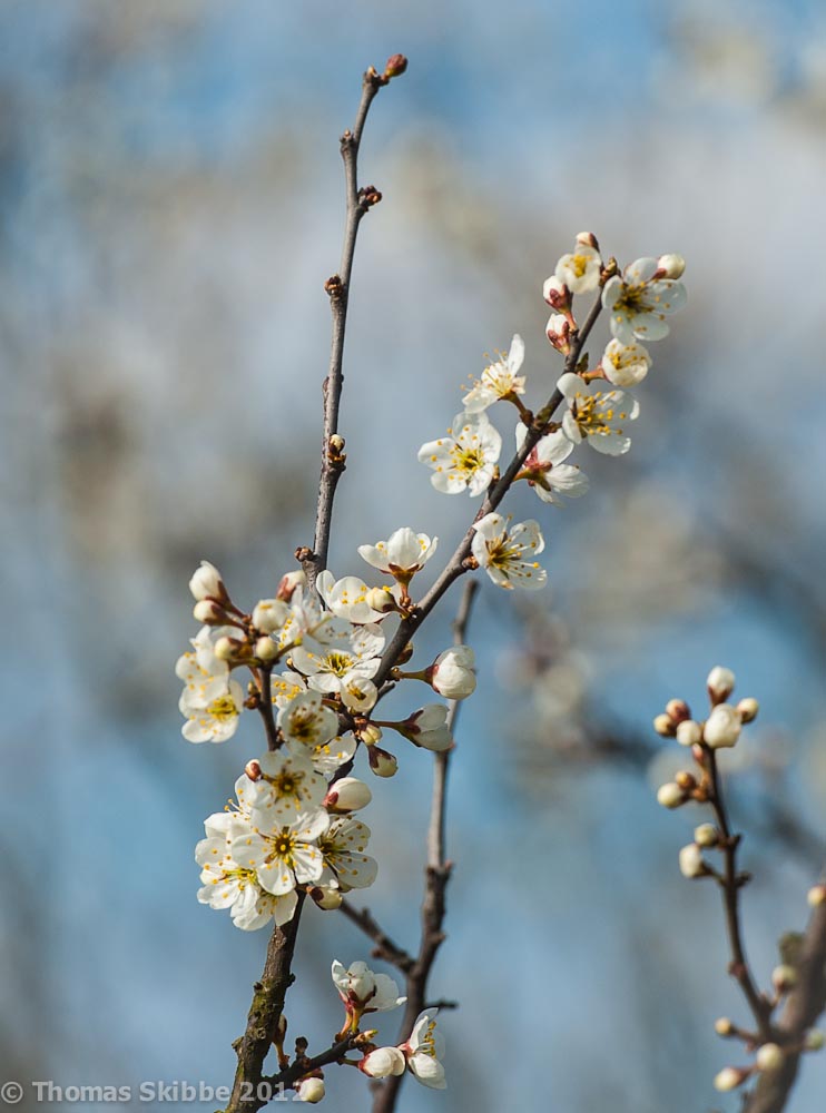 ... Frühling ...