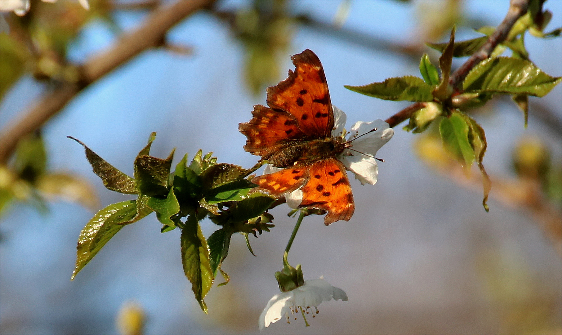 ~ Frühling ~