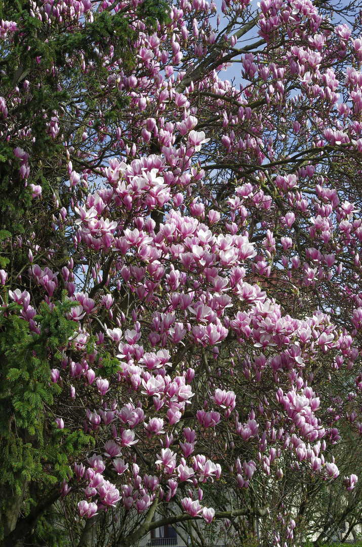 ...Frühling