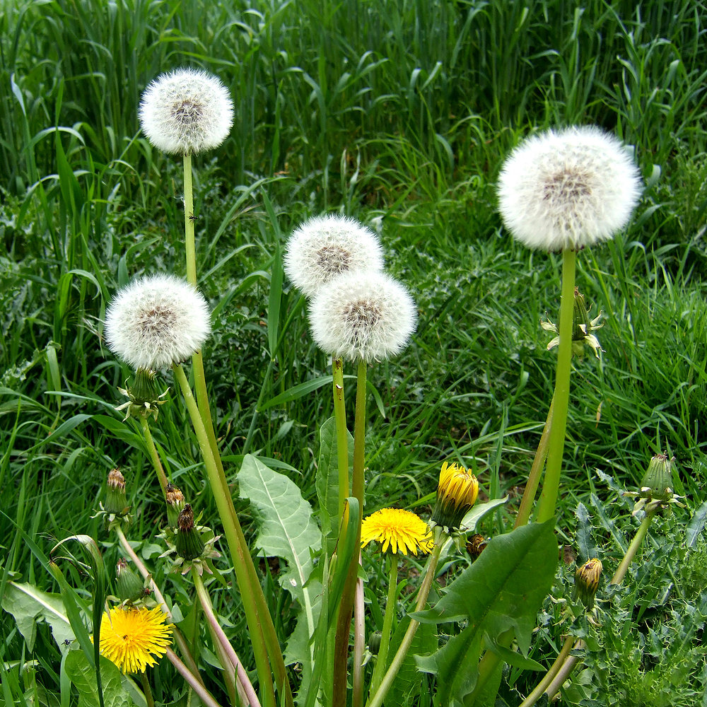 Frühling