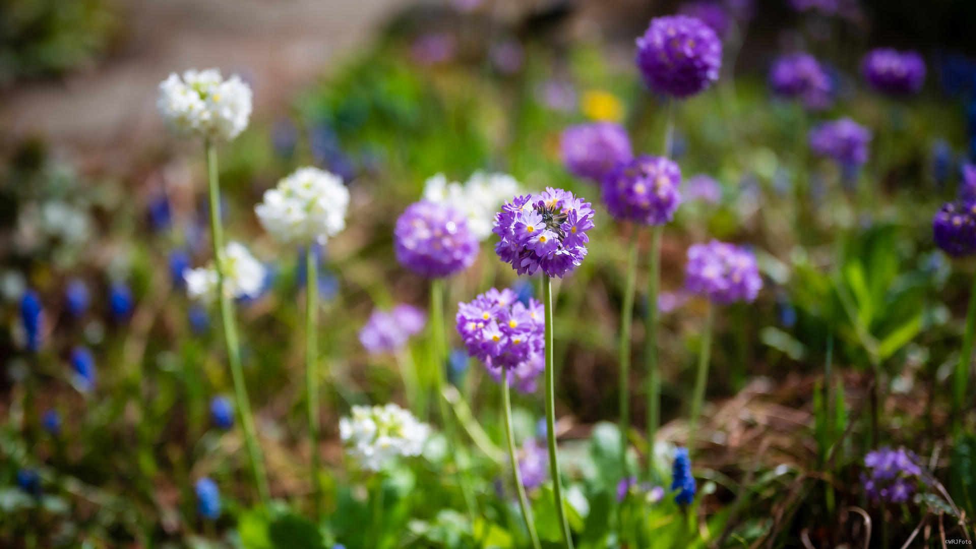 Frühling ...