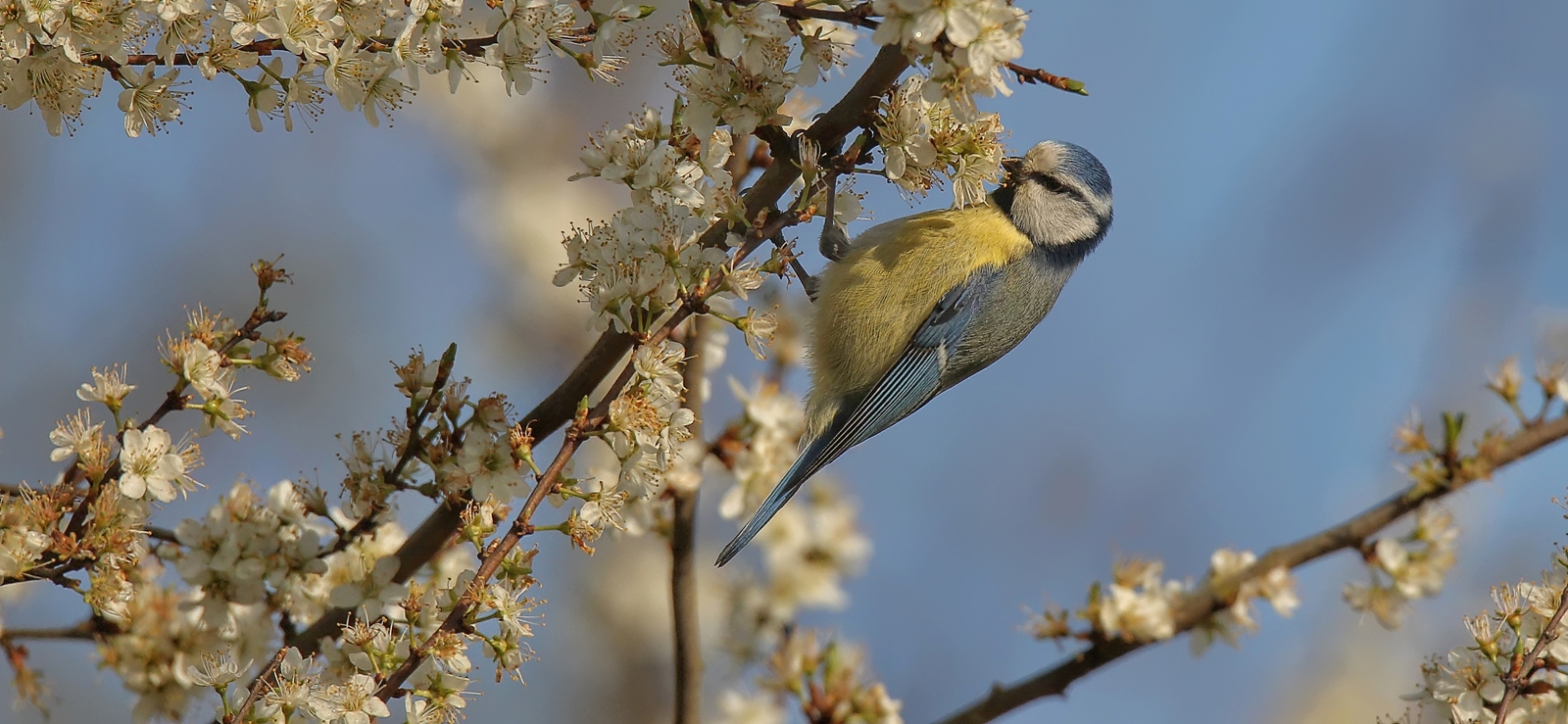 Frühling