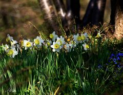 Frühling 