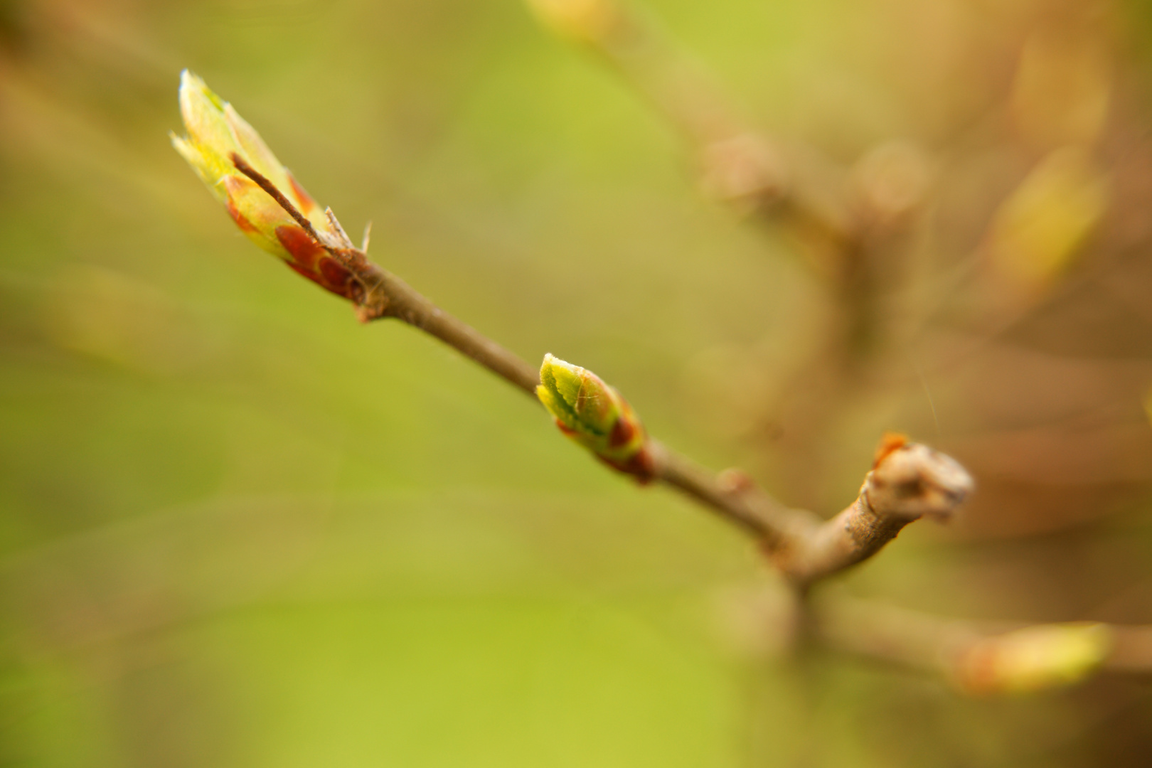 Frühling...