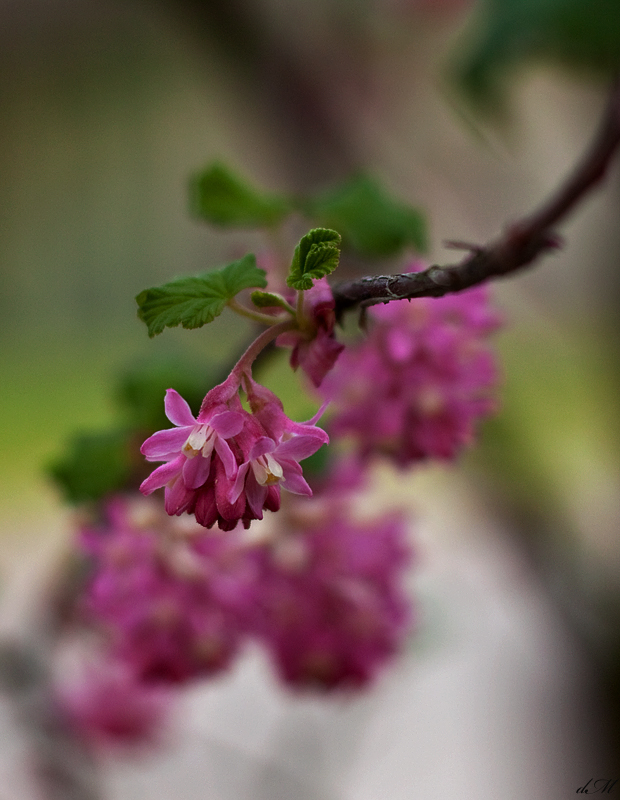 Frühling