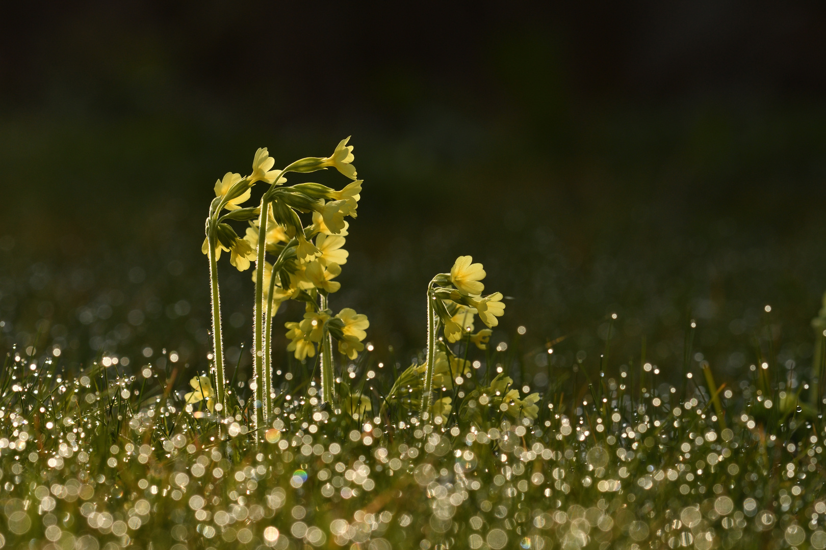 Frühling