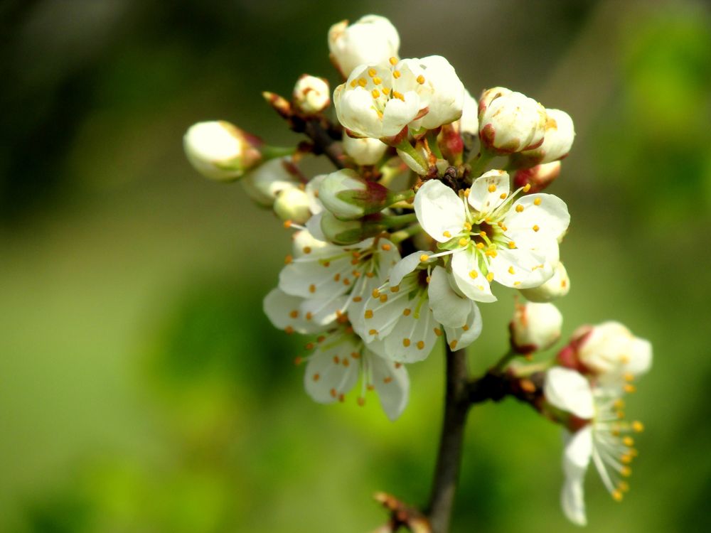 Frühling