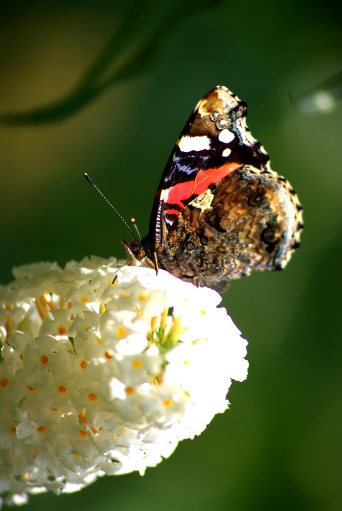 Frühling