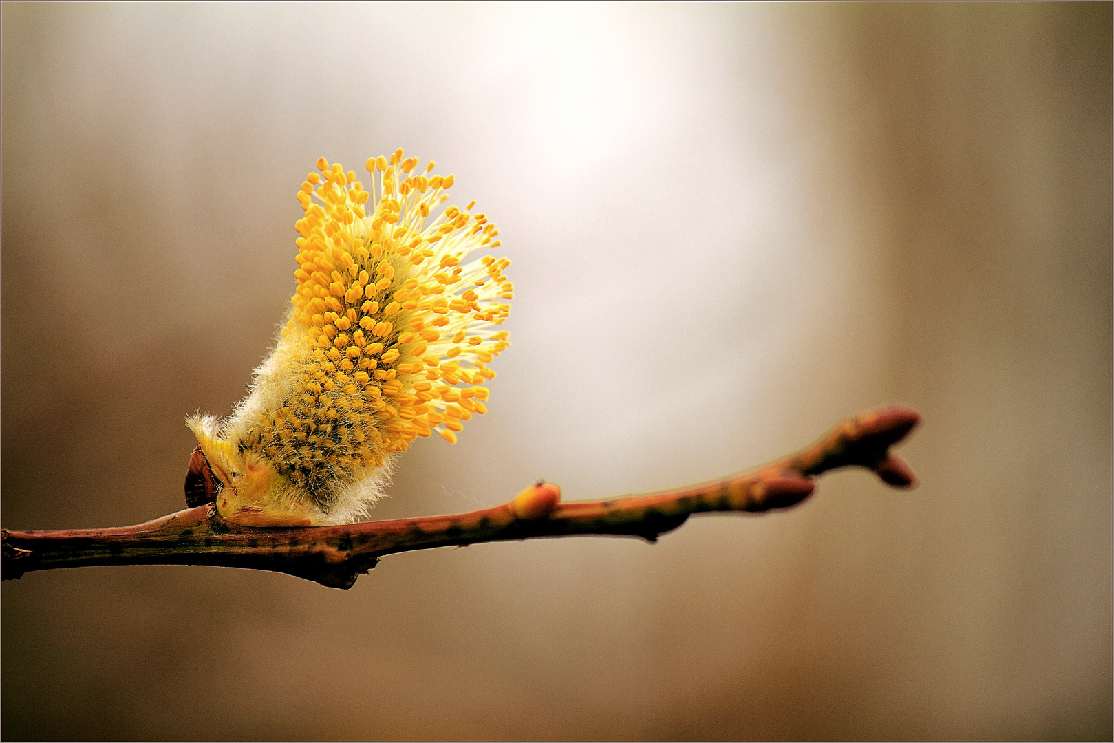 Frühling 