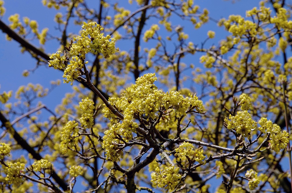 Frühling