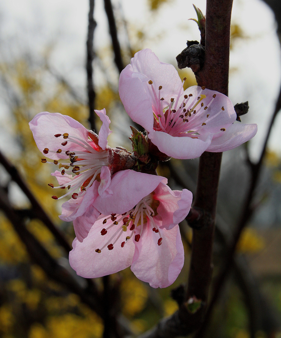 Frühling..