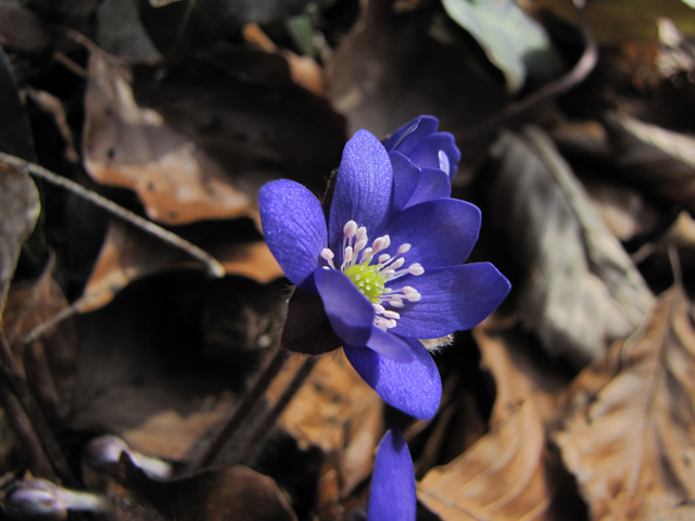 Frühling