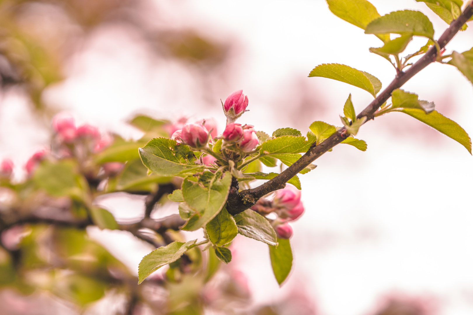 Frühling