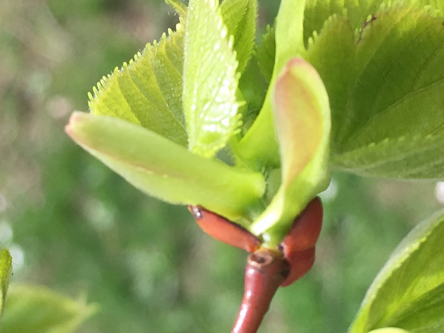 Frühling