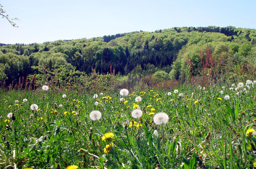 Frühling