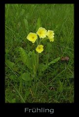 Frühling