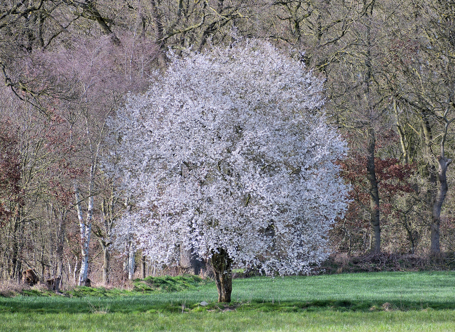 Frühling