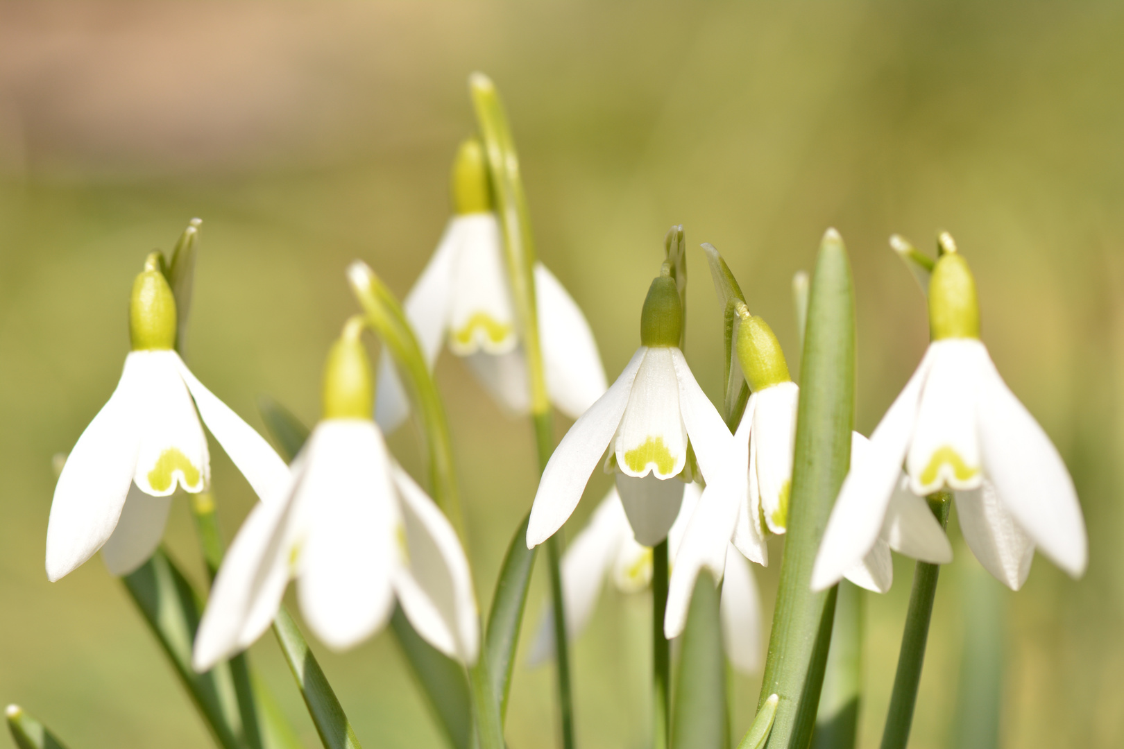 Frühling...