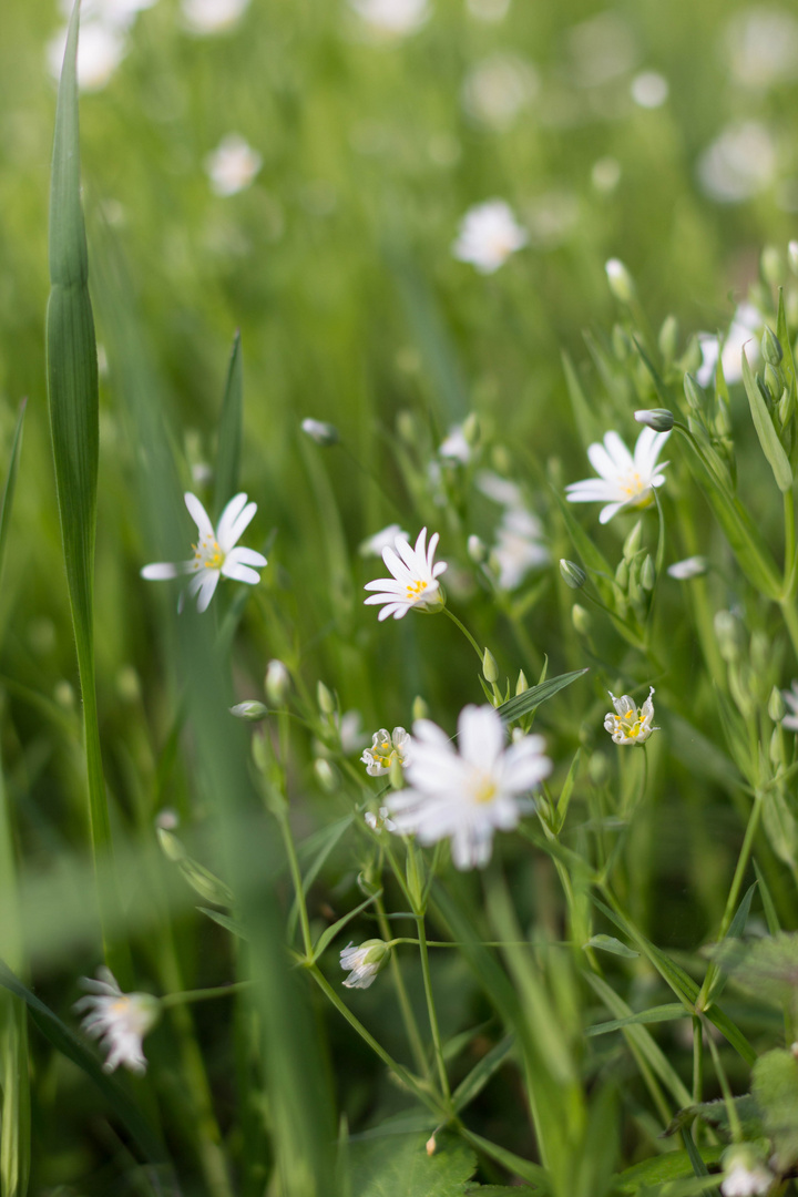 Frühling *-*