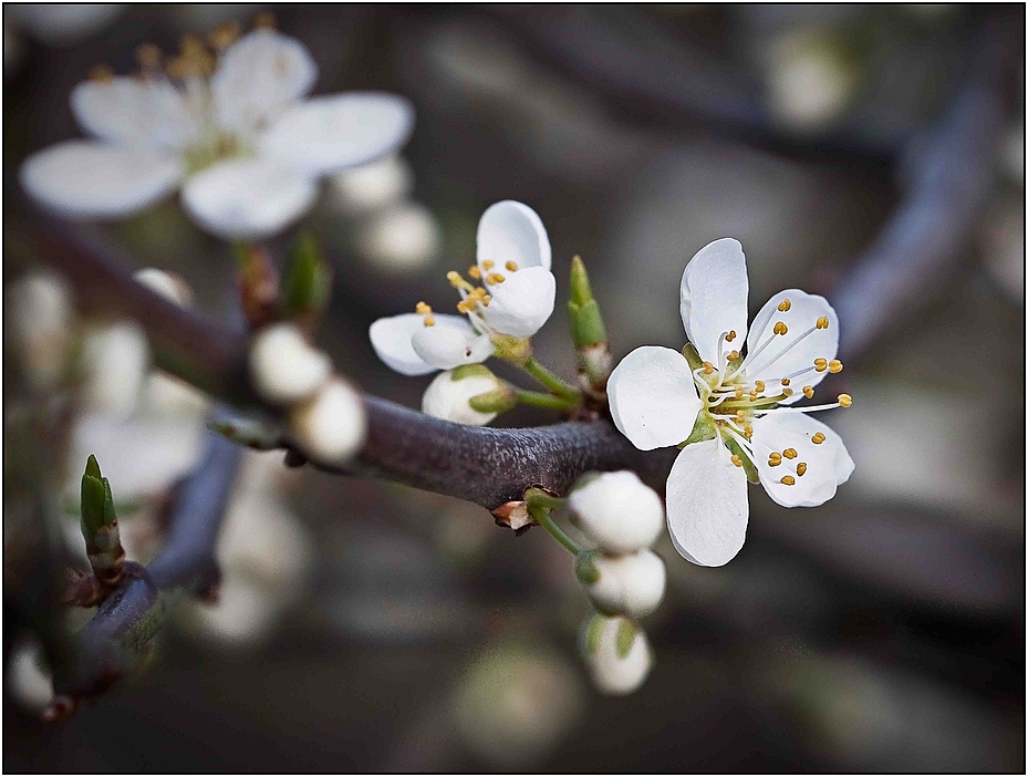 Frühling