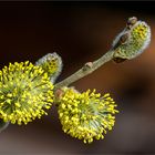 Frühling