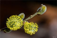 Frühling