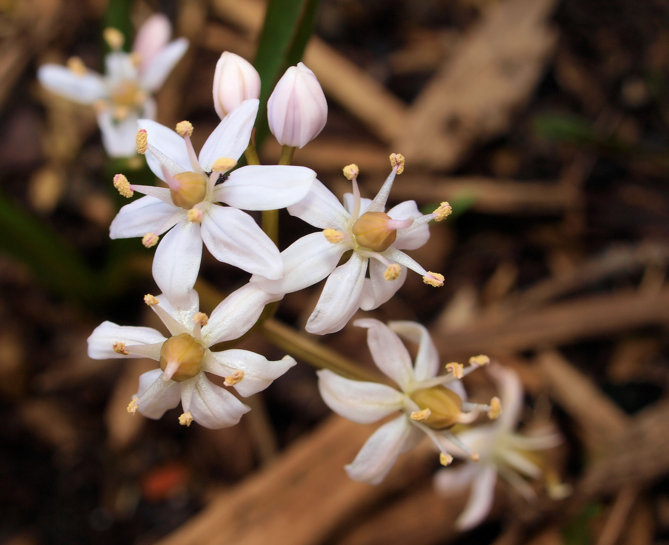 Frühling