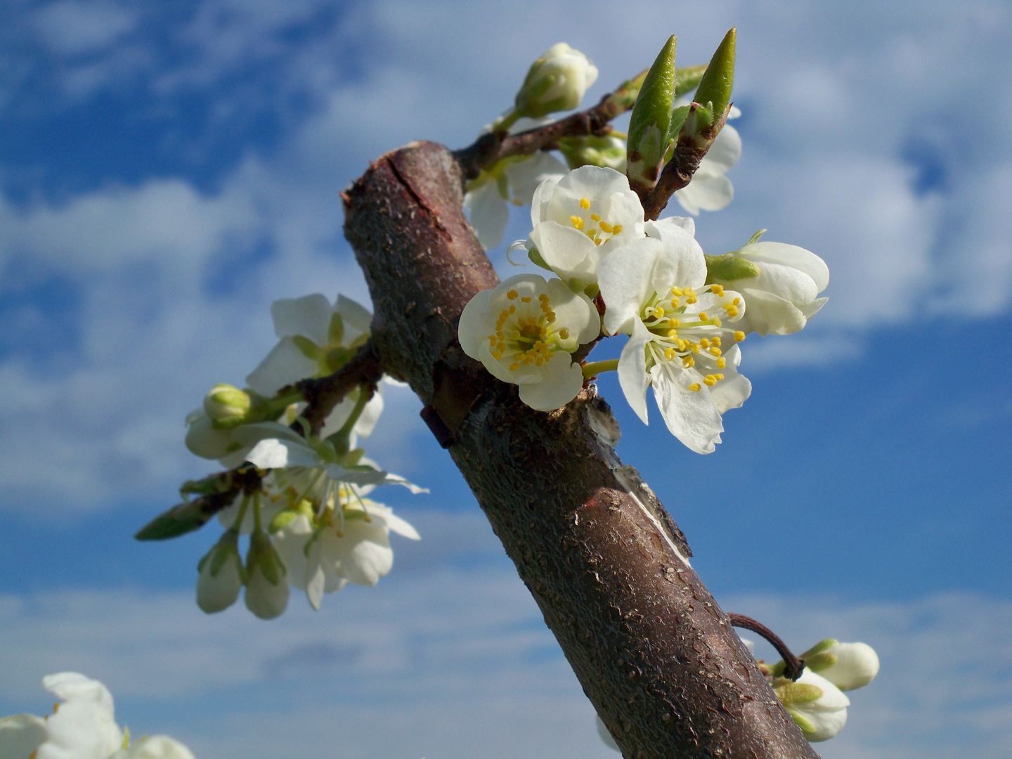 Frühling