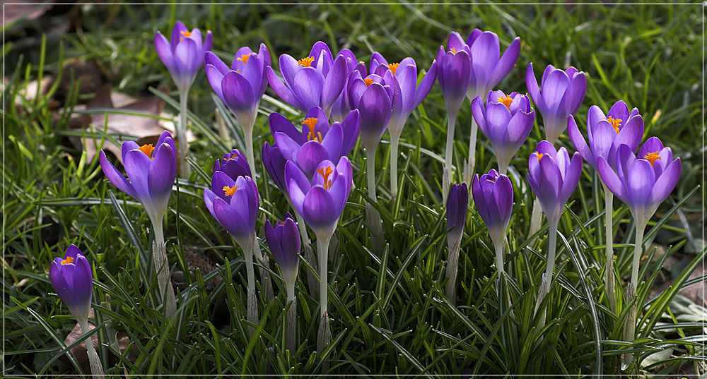 ... Frühling ...