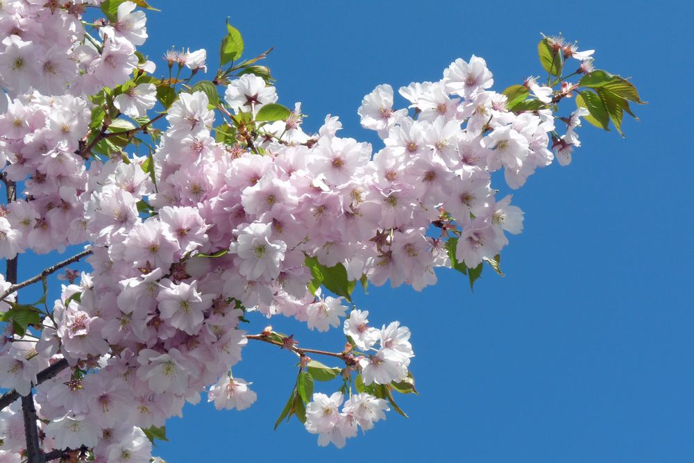 Frühling! von Dietlinde Bamberger 