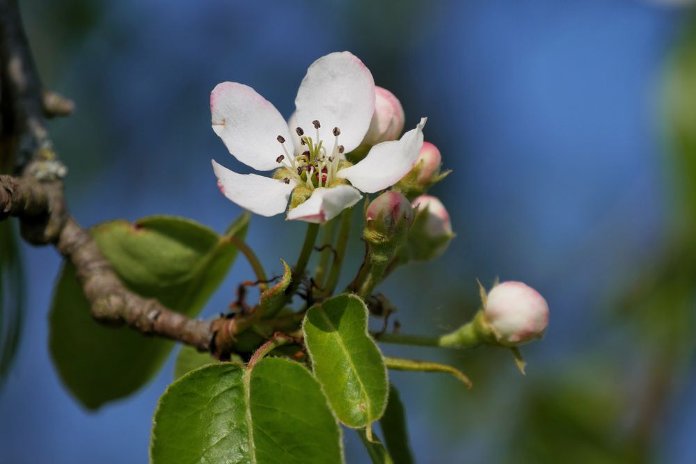 Frühling