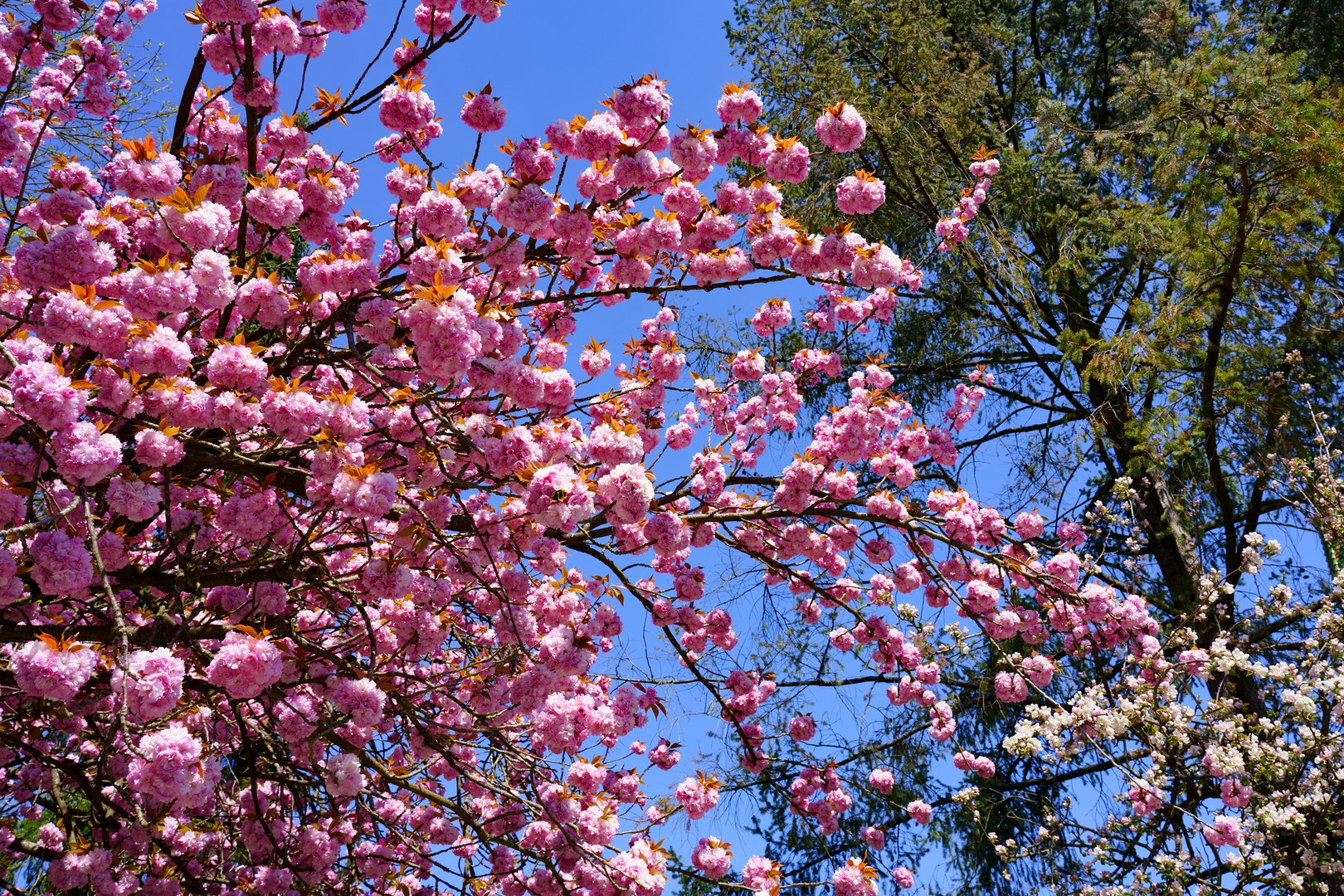 Frühling