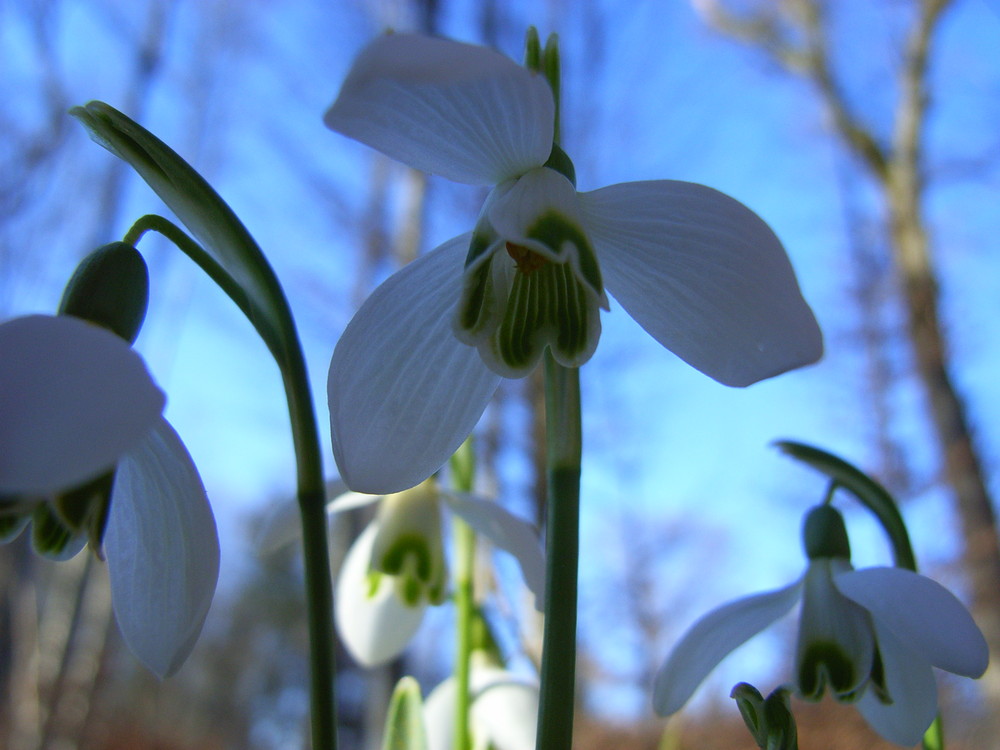 Frühling