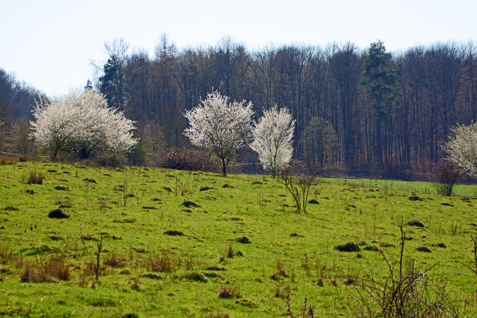 Frühling.