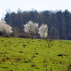 Frühling.